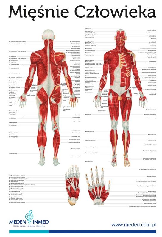 Plansza Anatomiczna Mi Nie Cz Owieka X Cm Erli Pl