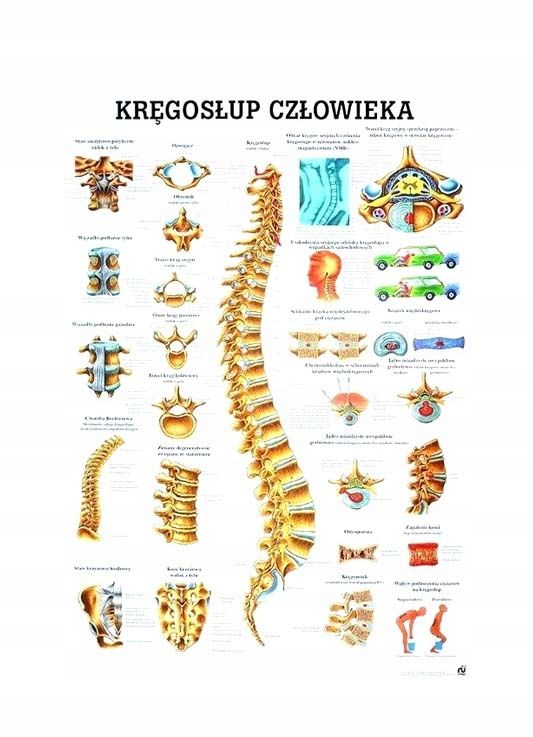 Tablica Anatomiczna Plansza Kr Gos Up Cz Owieka Erli Pl