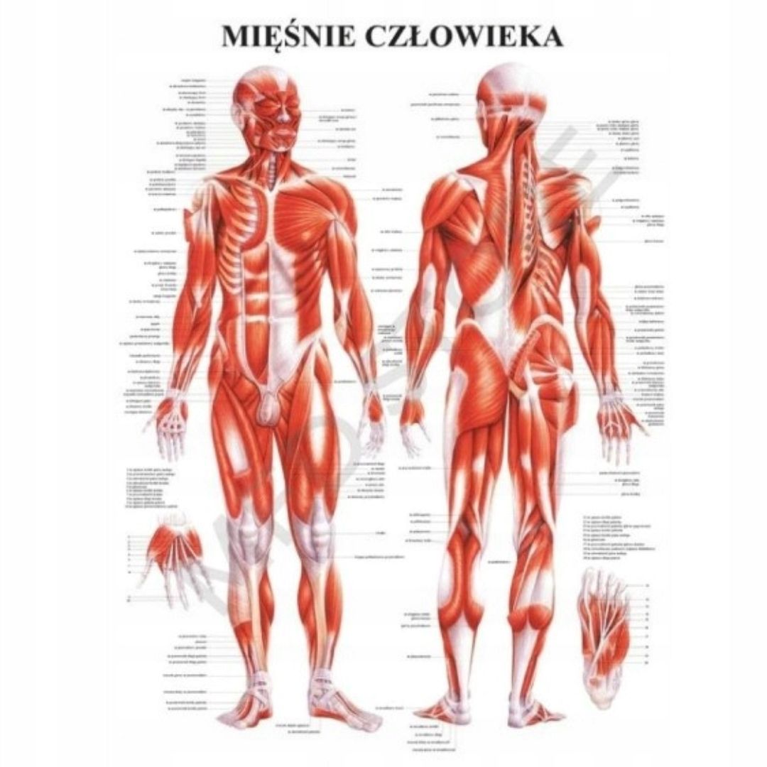 Tablica anatomiczna plansza plakat UKŁAD MIĘŚNIOWY ERLI pl