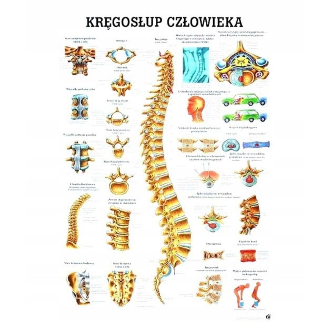 Tablica Anatomiczna Laminowana Kr Gos Up Cz Owieka Erli Pl