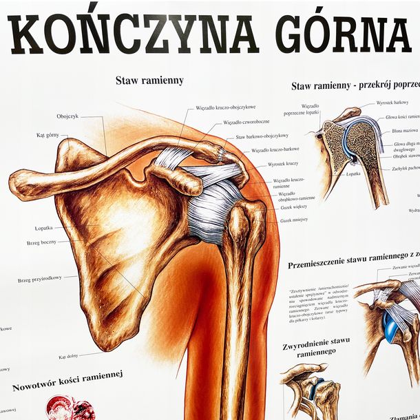 TABLICA ANATOMICZNA PLANSZA PLAKAT KOŃCZYNA GÓRNA ERLI pl