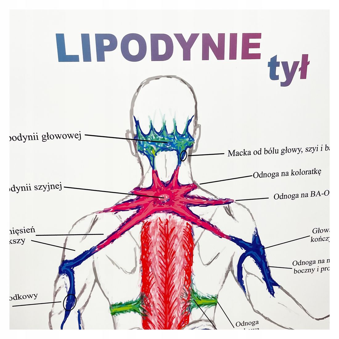 Tablica Anatomiczna Plakat Lipodynie Ty Erli Pl