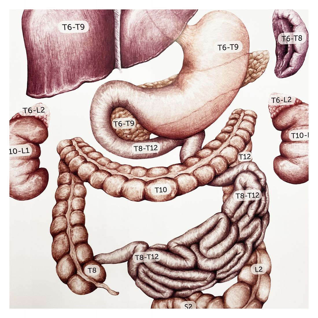 Tablica anatomiczna plansza medyczna UKŁAD TRZEWNY ERLI pl