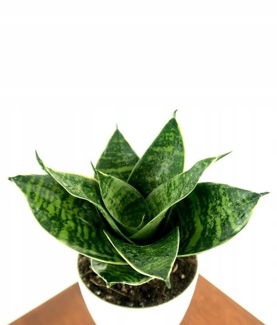 Sansewieria Sansevieria Gwinejska Green Hahnii ERLI Pl