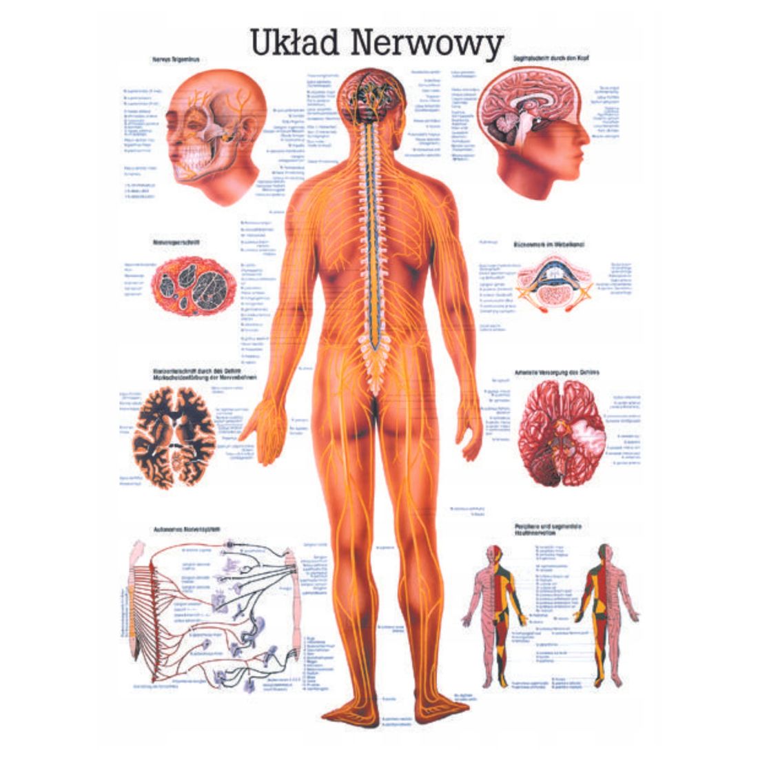 TABLICA ANATOMICZNA UKŁAD NERWOWY PLAKAT PLANSZA ERLI pl