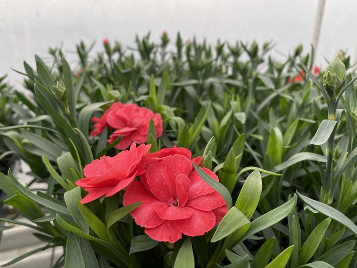 Go Dzik Ogrodowy Wieloletni Dianthus Caryophyllus Salmon Czerwony Erli Pl