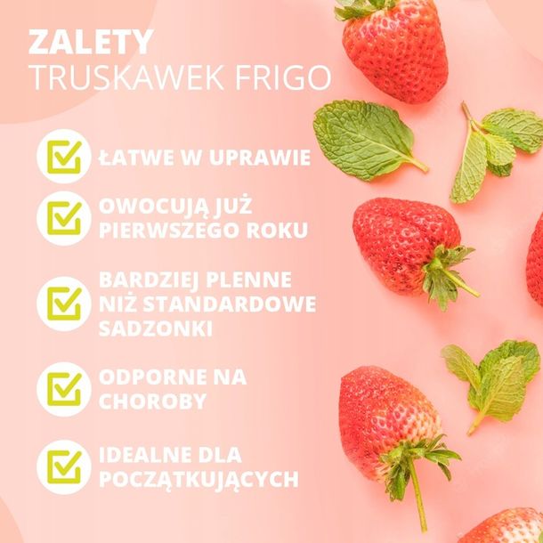 Truskawka Bia A Ananasowa Pineberry Bardzo S Odka Sadzonki Truskawek