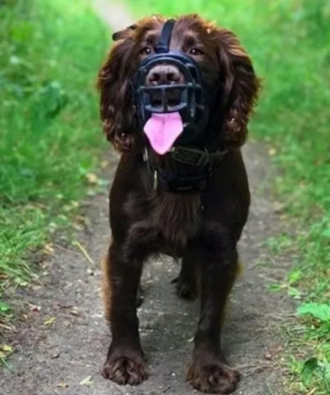 baskerville-kaganiec-ultra-4-czarny-stan-nowy-marka-baskerville