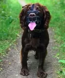 baskerville-kaganiec-ultra-4-czarny-stan-nowy-marka-baskerville