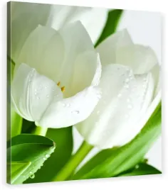 obraz-na-plotnie-biale-tulipany-bukiet-70x70x2cm
