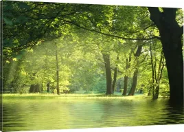 obraz-na-plotnie-las-natura-120x80-800-wzorow