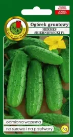 ogorek-gruntowy-hermes-skierniewicki-f1-5-g-pnos