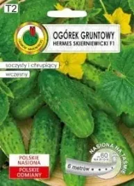 ogorek-gruntowy-na-tasmie-hermes-skierniewicki-f1-6-m-pnos