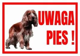 uwaga-pies-spaniel-tabliczka-ostrzegawcza