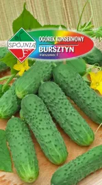 ogorek-pod-oslony-f1-bursztyn-2-g-spojnia