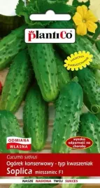 ogorek-gruntowy-soplica-f1-5-g-plantico