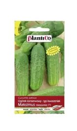 ogorek-gruntowy-maksimus-mieszaniec-5-g-plantico
