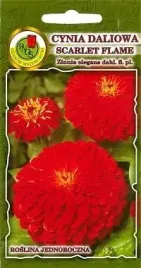 cynia-daliowa-scarlet-flame-czerwona-1-g-pnos