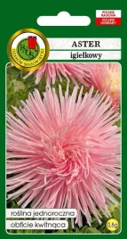 aster-igielkowy-rozowy-08-g-pnos