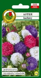 aster-karlowy-mieszany-08-g-pnos