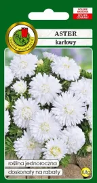 aster-karlowy-bialy-08-g-pnos