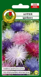 aster-igielkowy-mieszany-08-g-pnos
