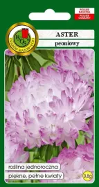 aster-peoniowy-bialorozowy-08-g-pnos
