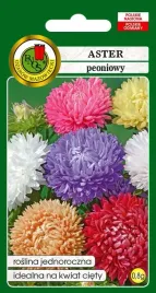 aster-peoniowy-mieszany-08-g-pnos