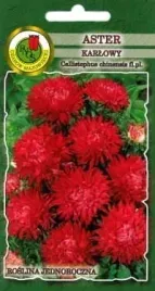 aster-karlowy-czerwony-08-g-pnos