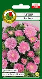 aster-karlowy-rozowy-08-g-pnos
