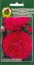 aster-peoniowy-rozowopurpurowy-08-g-pnos