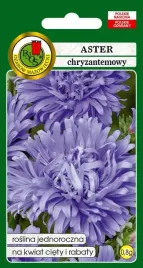 aster-chryzantemowy-niebieski-08-g-pnos