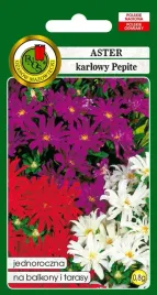 aster-karlowy-pepite-mieszany-08-g-pnos