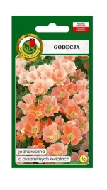godecja-wielkokwiatowa-orange-glory-1-g-pnos-ozarow