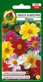 dalia-karlowa-mignon-mieszana-1-g-pnos