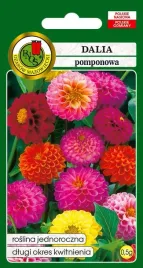 dalia-pomponowa-mieszana-05-g-pnos