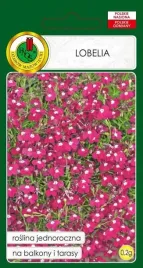 lobelia-rosamunda-rozowa-02-g-pnos