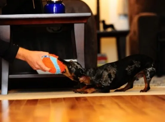 chuckit-indoor-ball-213201-kod-producenta-brakinformacji