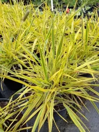 wyczyniec-lakowy-aureovariegata-zlota-trawka