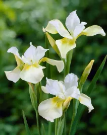irys-syberyjski-moon-silk-piekne-kwiaty-numer-1