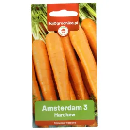 marchew-amsterdam-wczesna-3-nasiona-duza-paczka-5g