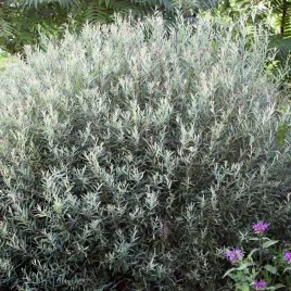 salix-purpurea-nana-1-szt-doniczka-p9