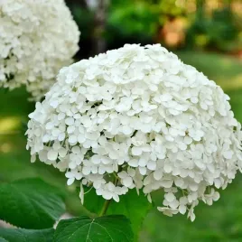 hortensja-krzewiasta-annabelle-1-szt-doniczka-c3