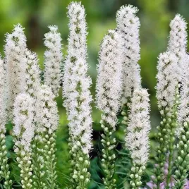 liatris-liatra-kosowa-alba-1-szt-doniczka-p11