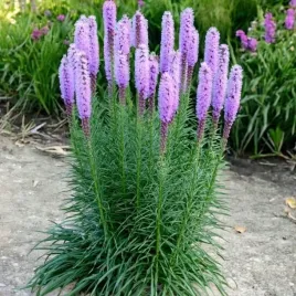 liatra-klosowa-floristan-violet-1-szt-doniczka-p11
