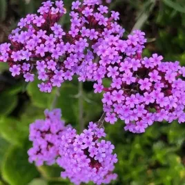 verbena-werbena-patagonska-1-szt-doniczka-p11