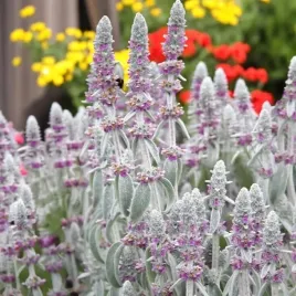 stachys-czysciec-welnisty-1-szt-doniczka-p11