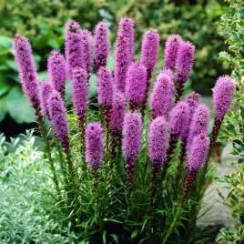 liatris-spicata-liatra-klosowa-1-szt-doniczka-p11