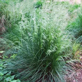 deschampsia-cespitosa-smialek-darniowy-1-szt-doniczka-c2