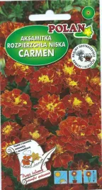 aksamitka-niska-pelna-carmen-1-g-polan